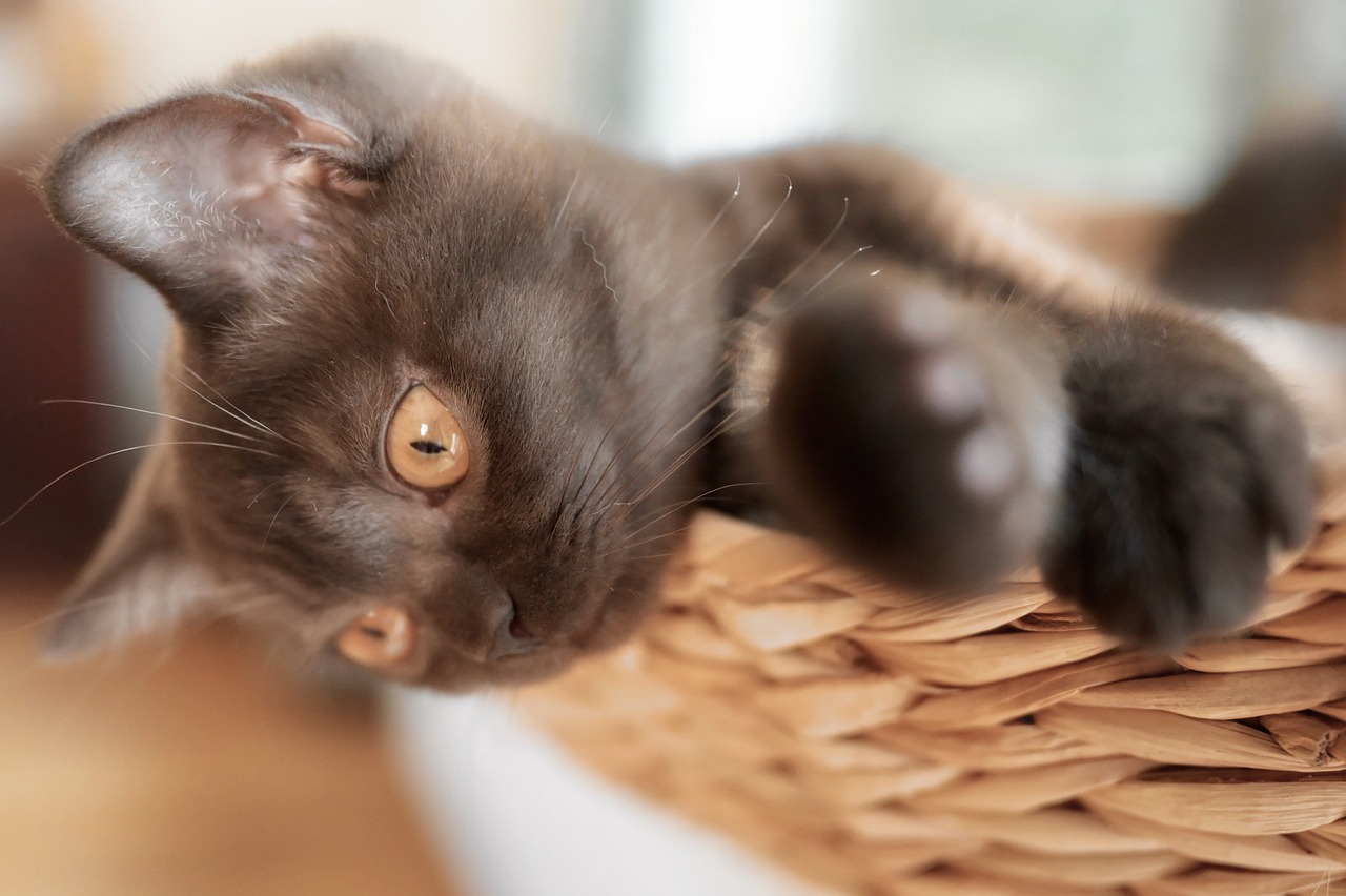 The Unique Features of the British Shorthair